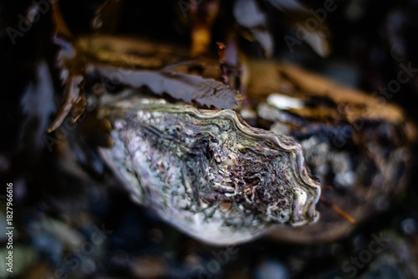 Fototapeta A live oyster on a wild beach with seaweed in the background, an extra-close shot focusing on the shellfish