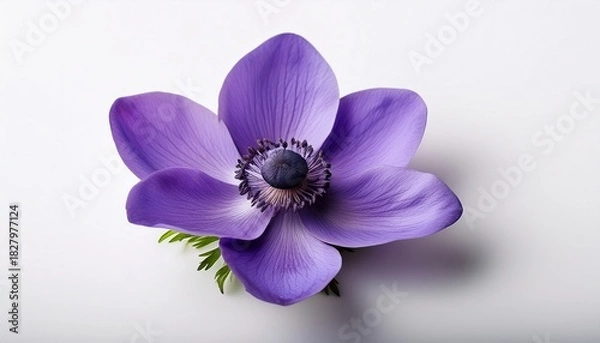 Obraz Purple Single Flower On White Background Broad Leaved Anemone Anemone Hortensis