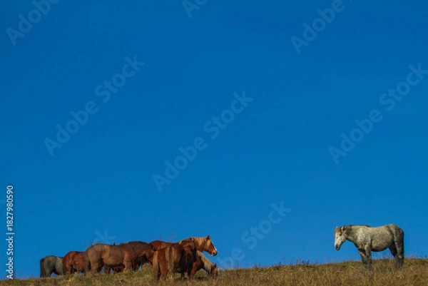 Fototapeta Horses on the Transapusena in Romania