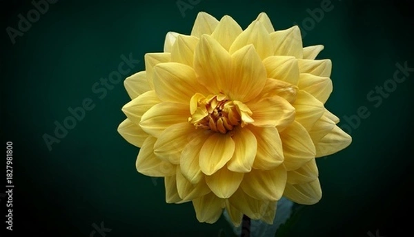 Obraz Bright Yellow Dahlia Blooming Against A Dark Green Background