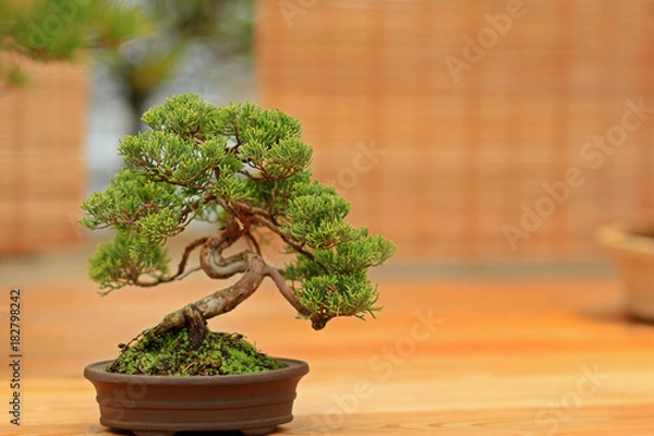 Obraz Bonsai