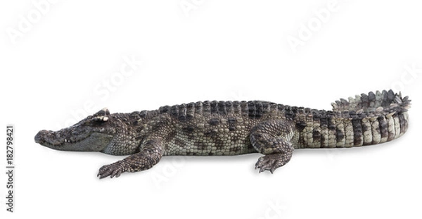 Obraz Freshwater crocodile isolated with clipping path.