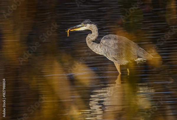 Obraz Great Blue Heron