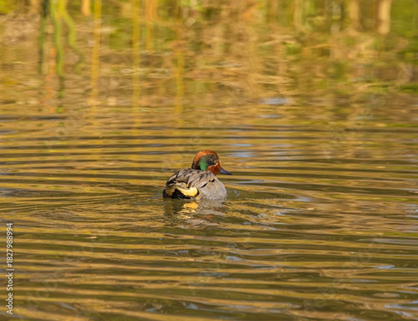 Obraz Green Winged Teal