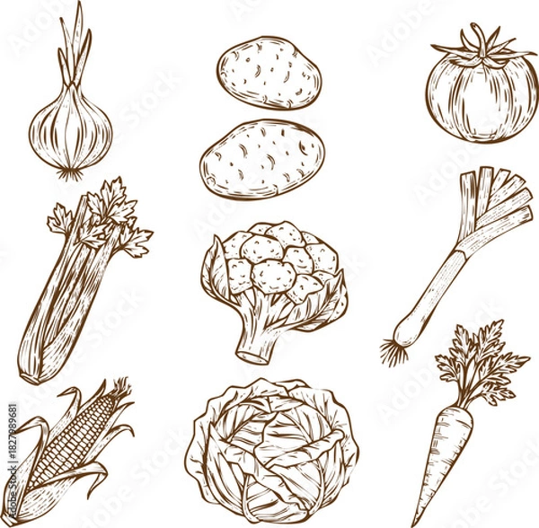 Obraz An engraving art style illustration collection of handdrawn vegetable illustrations featuring garlic, potato, tomato, celery, broccoli, leek, corn, cabbage, and carrot