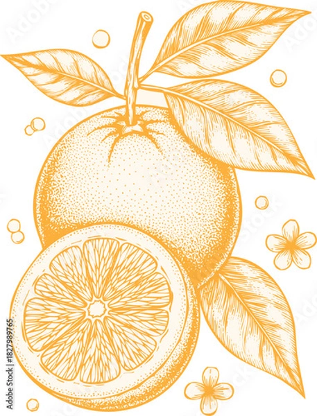 Obraz An engraving art style illustration hand drawn sketch of a whole orange fruit with a slice and leaves