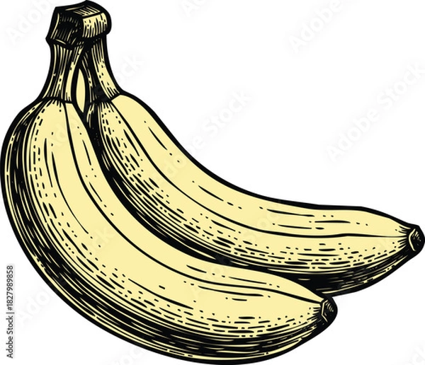Obraz An engraving art style illustration hand drawn sketch of a bunch of two ripe bananas, vintage engraving style illustration