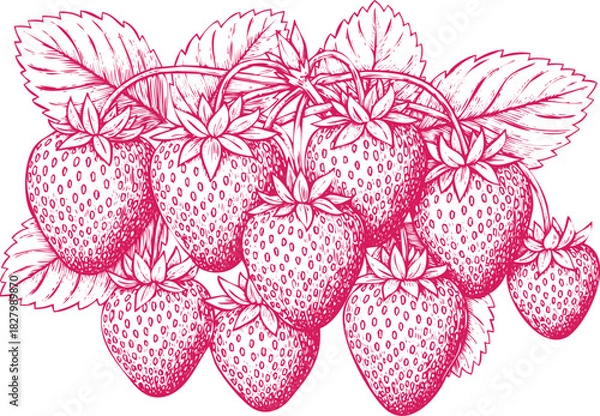 Obraz An engraving art style illustration hand drawn sketch of a cluster of ripe strawberries with leaves