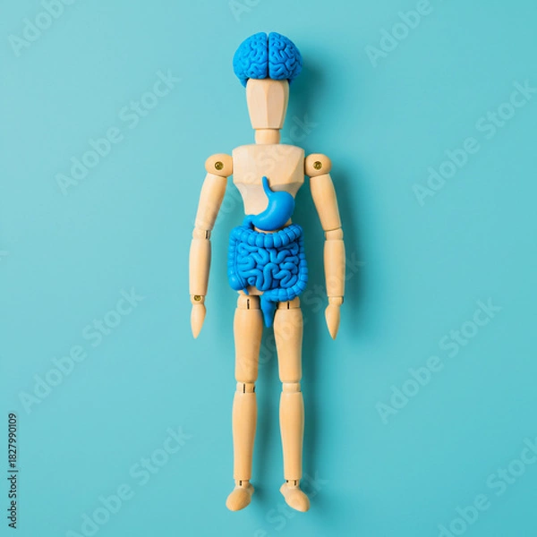 Fototapeta Wooden Mannequin with Intestine Model – Creative Digestive System Anatomy Concept