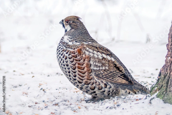 Obraz A male hazel grouse sitting on the snow in a winter forest