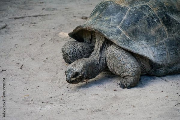Obraz turtle on the beach