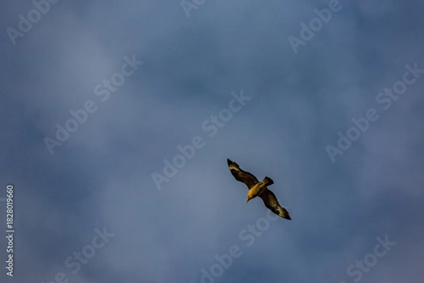 Fototapeta A lone raptor glides through Southern Iceland’s crisp afternoon sky where silence and motion dance above the clouds