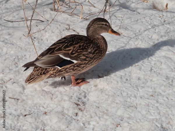 Obraz duck in snow