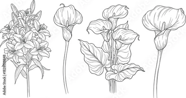 Obraz Botanical flower illustration, lilies and calla lilies, black and white line drawing, floral sketch art, nature study vector