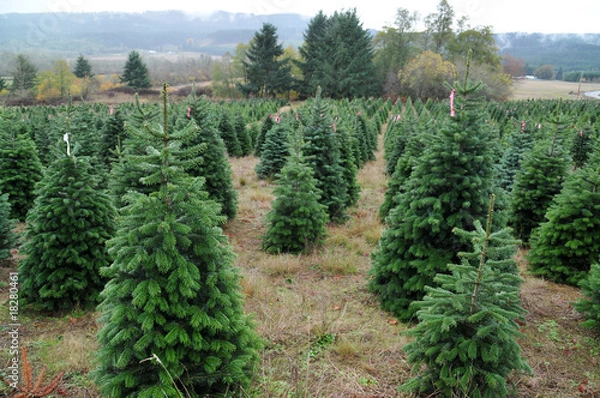 Obraz Christmas tree farm