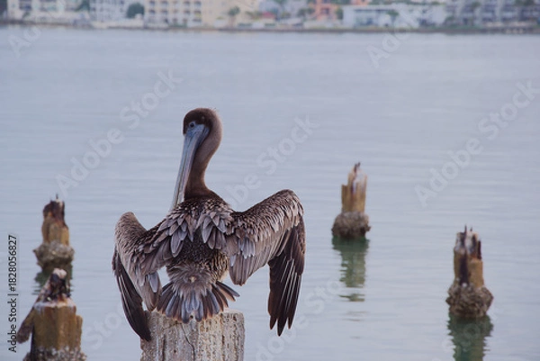 Obraz Brown Pelican Perched On Weathered Post Over Calm Water With Urban Waterfront In Background in St. Pete Beach, FL. overlooking calm water with a distant urban shoreline. Peaceful, coastal scene with w
