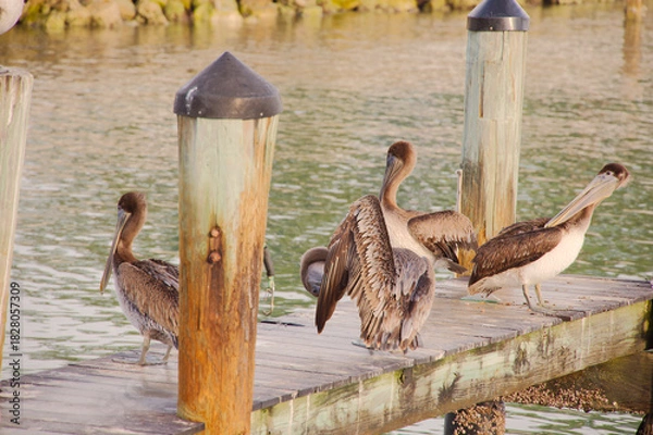 Obraz Serene Dock With Pelicans Perched Along Weathered Pilings Over Quiet Green Water At Sunset Harbor Scene in St. Pete Beach, FL. Several pelicans perched along the pilings, reflecting softly on green-ti
