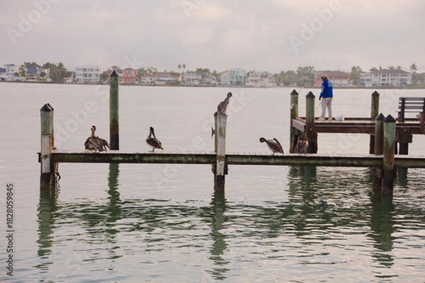 Obraz Serene Dock With Pelicans Perched Along Weathered Pilings Over Quiet Green Water At Sunset Harbor Scene in St. Pete Beach, FL. Several pelicans perched along the pilings, reflecting softly on green-ti