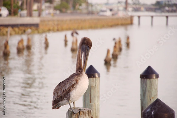 Obraz Serene Dock With Pelicans Perched Along Weathered Pilings Over Quiet Green Water At Sunset Harbor Scene in St. Pete Beach, FL. Several pelicans perched along the pilings, reflecting softly on green-ti