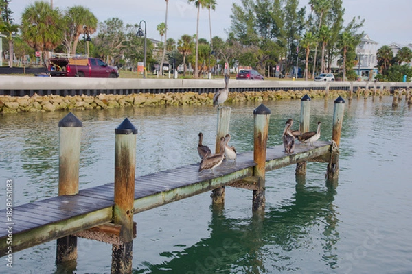 Obraz Serene Dock With Pelicans Perched Along Weathered Pilings Over Quiet Green Water At Sunset Harbor Scene in St. Pete Beach, FL. Several pelicans perched along the pilings, reflecting softly on green-ti