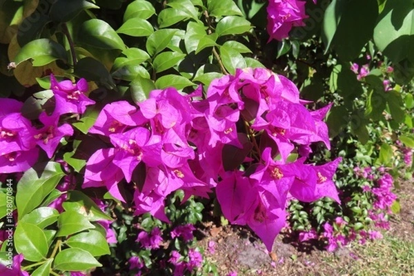Obraz Purple bougainvillea flowers blooming in Florida nature, closeup
