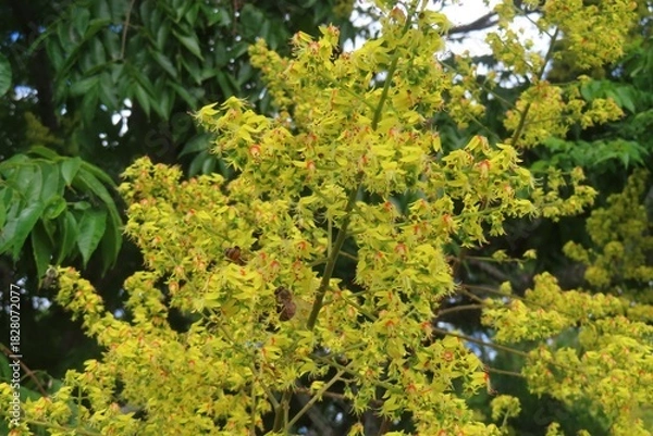 Obraz Koelreuteria paniculata flowers in Florida nature