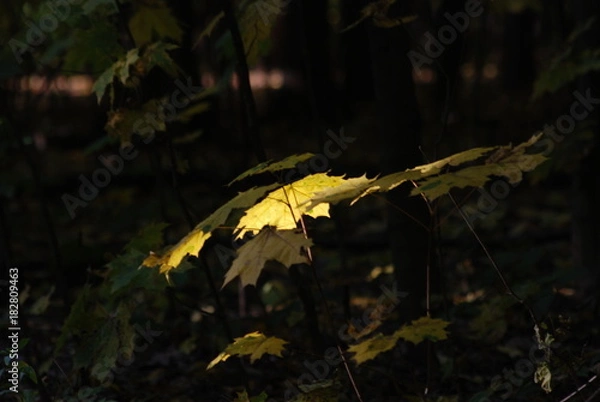 Obraz Литочек клена