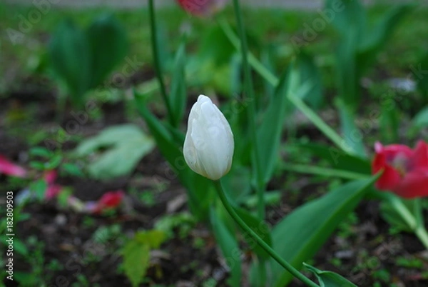 Obraz Белый не распустившийся тюльпан