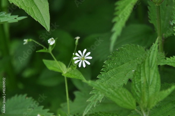 Obraz Цветок белый