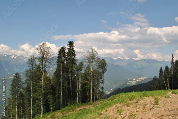 Obraz Опушка леса