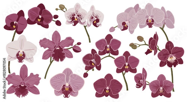 Fototapeta Set of beautiful purple and pink phalaenopsis orchid flowers and branches isolated on a white background for botanical designs.