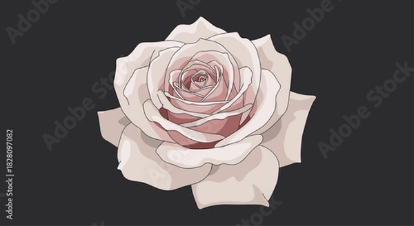 Fototapeta Beautifully detailed illustration of a single dusty pink rose in full bloom isolated on a dark grey background.