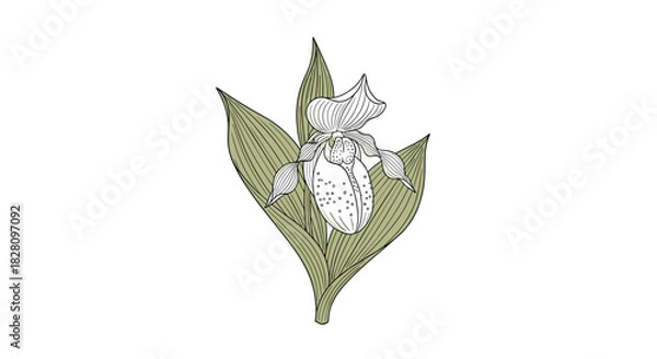 Fototapeta Vintage botanical drawing of a lady's slipper orchid flower with detailed line work isolated on a white background.