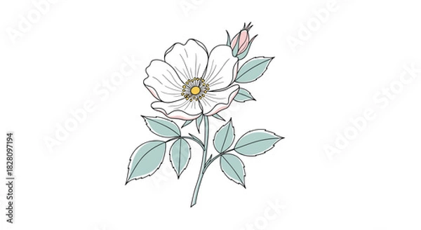 Fototapeta Delicate hand-drawn wild rose flower illustration with a soft color palette isolated on a white background for botanical design.