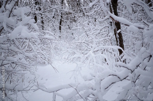 Fototapeta Snow-white snow in the grove. The onset of winter. Natural background.