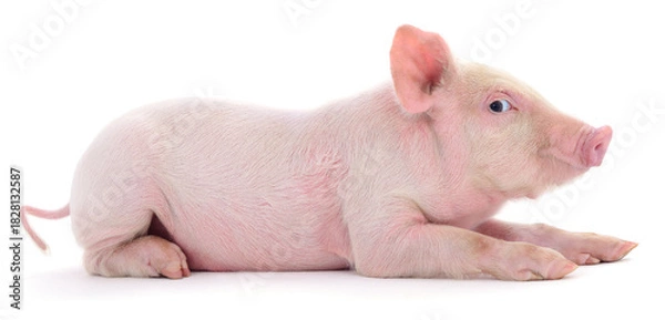 Obraz Piglet isolated on white background