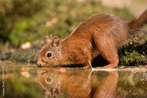 Fototapeta Red Squirrel drinking