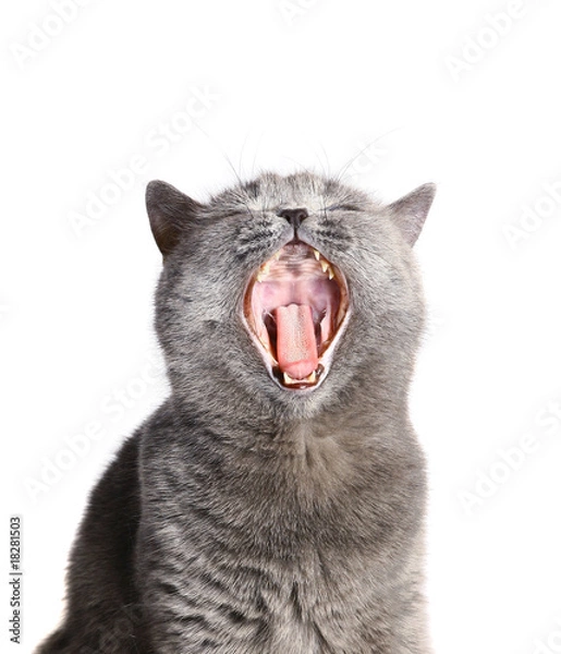 Obraz Cat with an open mouth.