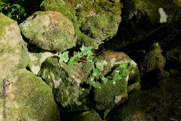 Obraz Ferns growing among moss-covered volcanic stones, Flores Island, Azores