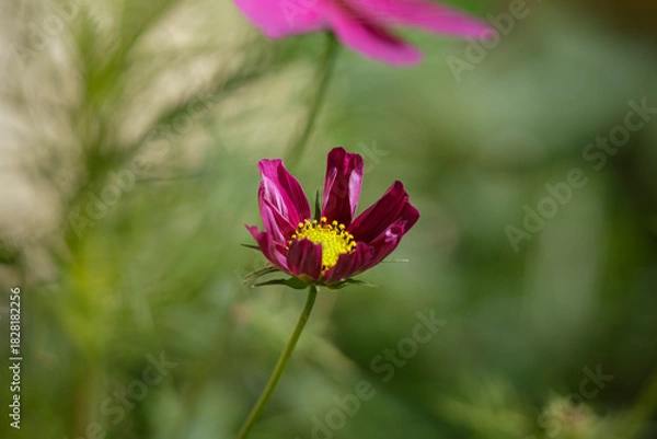 Fototapeta Red Autumn flower
