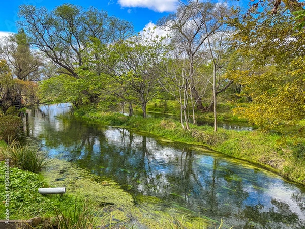 Obraz 日本の長野県にある、水が美しいわさび農園の風景