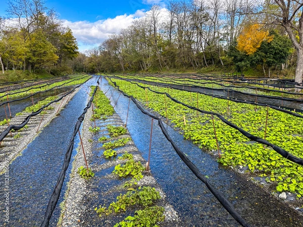 Obraz 日本の長野県にある、水が美しいわさび農園の風景