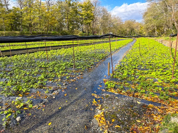 Obraz 日本の長野県にある、水が美しいわさび農園の風景