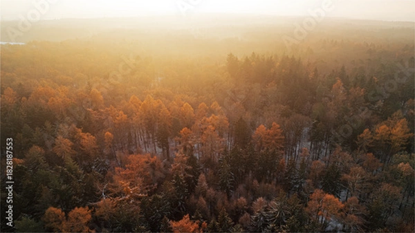 Fototapeta Aerial view of a quiet forest in late autumn during sunrise. The soft, golden morning light shines through a thin mist above the trees, creating a peaceful and atmospheric landscape. The forest is fil