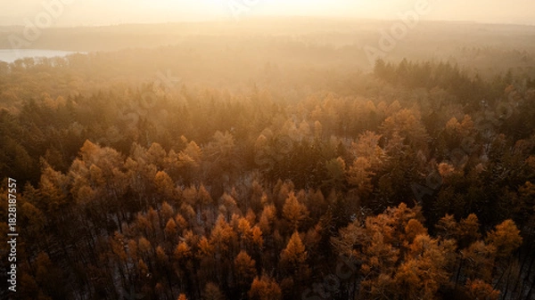 Fototapeta Aerial view of a quiet forest in late autumn during sunrise. The soft, golden morning light shines through a thin mist above the trees, creating a peaceful and atmospheric landscape. The forest is fil