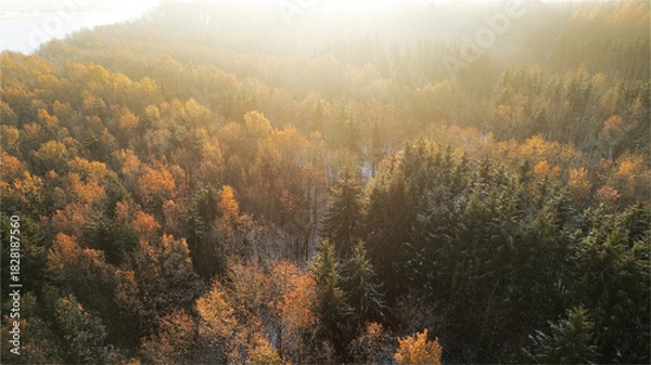 Fototapeta Drone view of a colorful autumn forest with snow-dusted ground. The treetops display a vibrant mix of golden, orange, and green tones, illuminated by the soft morning light. The contrast between the w