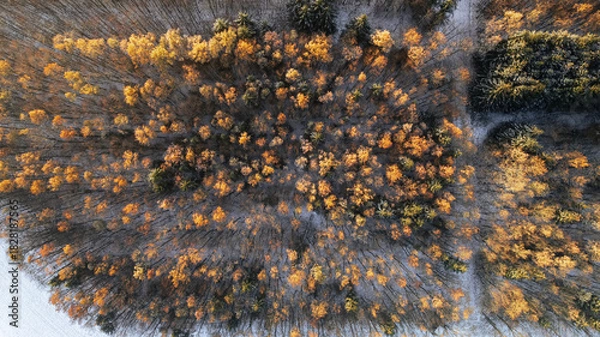 Fototapeta Drone view of a colorful autumn forest with snow-dusted ground. The treetops display a vibrant mix of golden, orange, and green tones, illuminated by the soft morning light. The contrast between the w