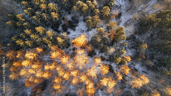 Fototapeta Drone view of a colorful autumn forest with snow-dusted ground. The treetops display a vibrant mix of golden, orange, and green tones, illuminated by the soft morning light. The contrast between the w