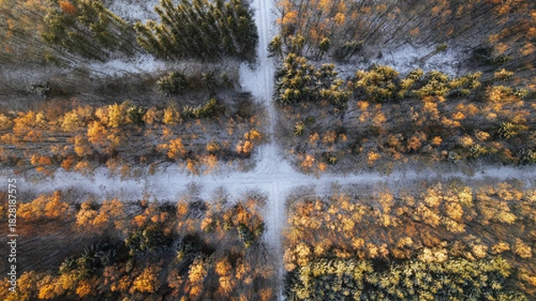 Fototapeta Drone view of a colorful autumn forest with snow-dusted ground. The treetops display a vibrant mix of golden, orange, and green tones, illuminated by the soft morning light. The contrast between the w