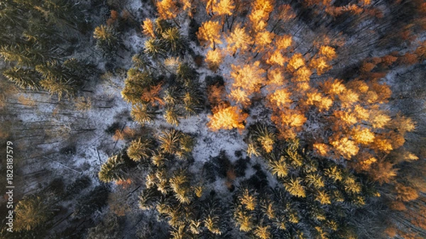 Fototapeta Drone view of a colorful autumn forest with snow-dusted ground. The treetops display a vibrant mix of golden, orange, and green tones, illuminated by the soft morning light. The contrast between the w